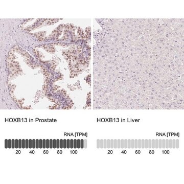 Anti-HOXB13 antibody produced in rabbit Prestige Antibodies&#174; Powered by Atlas Antibodies, affinity isolated antibody, buffered aqueous glycerol solution