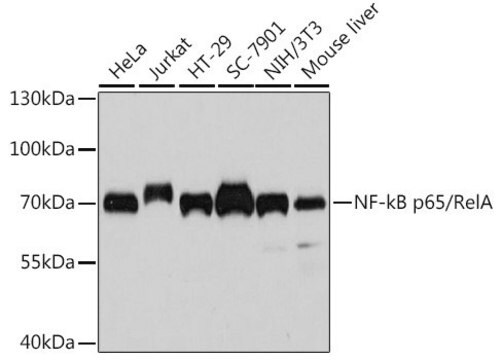 Anti-NF-kB p65/RelA antibody produced in mouse