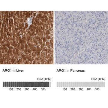 Anti-ARG1 antibody produced in rabbit Prestige Antibodies&#174; Powered by Atlas Antibodies, affinity isolated antibody, buffered aqueous glycerol solution