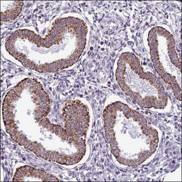 Anti-NBPF11 antibody produced in rabbit Prestige Antibodies&#174; Powered by Atlas Antibodies, affinity isolated antibody, buffered aqueous glycerol solution