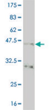 Monoclonal Anti-NKX2-5, (N-terminal) antibody produced in mouse clone 3A7, purified immunoglobulin, buffered aqueous solution