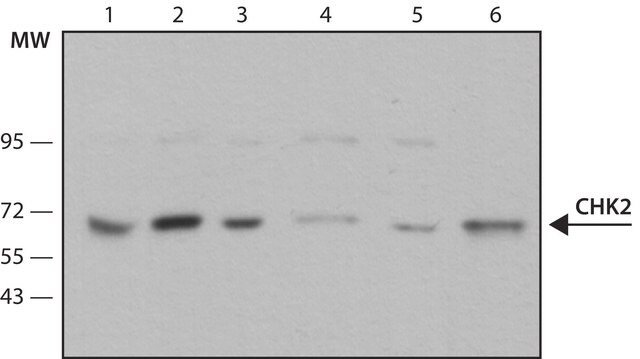 Monoclonal Anti-Chk2 antibody produced in mouse clone DCS-270, purified from hybridoma cell culture