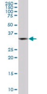 Monoclonal Anti-PCGF2 antibody produced in mouse clone 4C10, purified immunoglobulin, buffered aqueous solution