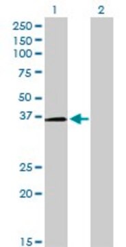 Monoclonal Anti-POU6F1 antibody produced in mouse clone 6H1, purified immunoglobulin, buffered aqueous solution