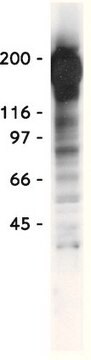 Anti-Phosphotyrosine Antibody, recombinant clone 4G10&#174; clone 4G10®, Upstate&#174;, from mouse