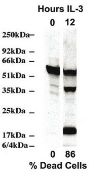 Anti-Caspase 2 Antibody, clone 10C6 clone 10C6, Chemicon&#174;, from rat