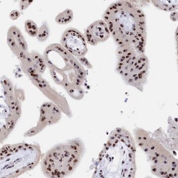 Anti-RSL1D1 antibody produced in rabbit Prestige Antibodies&#174; Powered by Atlas Antibodies, affinity isolated antibody, buffered aqueous glycerol solution