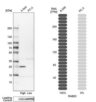 Anti-RAB5C antibody produced in rabbit Prestige Antibodies&#174; Powered by Atlas Antibodies, affinity isolated antibody, buffered aqueous glycerol solution