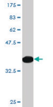 Monoclonal Anti-PON1, (C-terminal) antibody produced in mouse clone 2H7, purified immunoglobulin, buffered aqueous solution