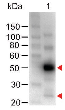 Anti-Human IgG (H+L)-Peroxidase antibody produced in chicken affinity isolated antibody, lyophilized powder