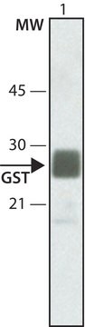 Anti-Glutathione-S-Transferase (GST)–Peroxidase Conjugate antibody produced in rabbit IgG fraction of antiserum, buffered aqueous solution