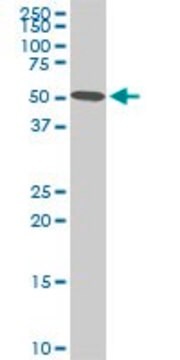 Monoclonal Anti-STK38 antibody produced in mouse clone 6G11, purified immunoglobulin, buffered aqueous solution