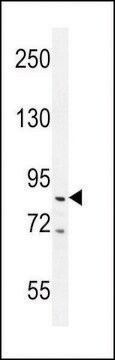 ANTI-PPARGC antibody produced in rabbit purified immunoglobulin, buffered aqueous solution