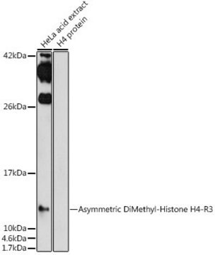 Anti-Asymmetric DiMethyl-Histone H4-R3 antibody produced in rabbit