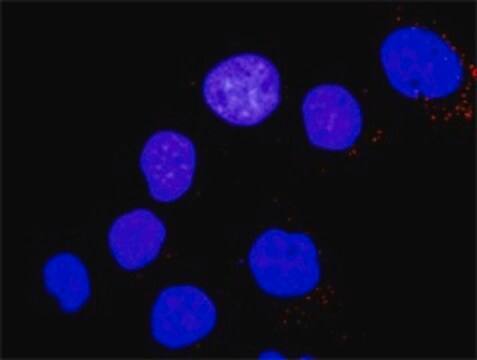 ANTI-YES1 antibody produced in mouse clone 3C6, purified immunoglobulin, buffered aqueous solution