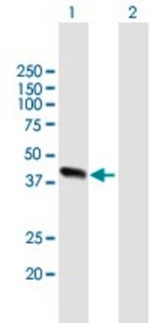 Anti-ALDOB antibody produced in mouse purified immunoglobulin, buffered aqueous solution