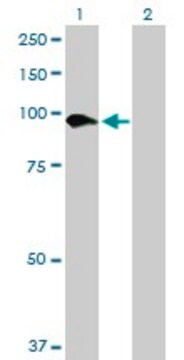 Anti-SLC26A6 antibody produced in mouse purified immunoglobulin, buffered aqueous solution