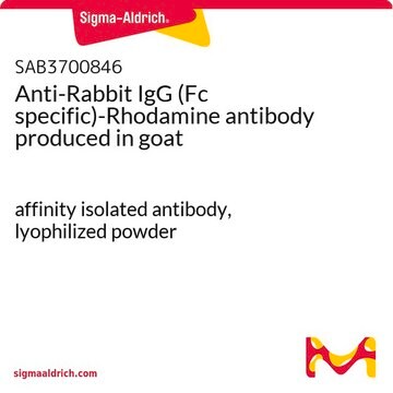 Anti-Rabbit IgG (Fc specific)-Rhodamine antibody produced in goat affinity isolated antibody, lyophilized powder