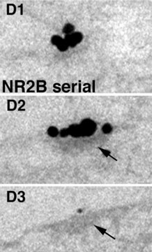 Anti-NMDAR2A&amp;B Antibody, pan Chemicon&#174;, from rabbit