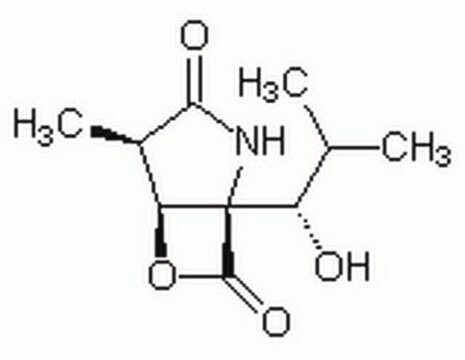 clasto-Lactacystin &#946;-Lactone A highly specific, cell-permeable, and irreversible 20S proteasome inhibitor.