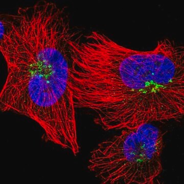 Anti-QSOX1 antibody produced in rabbit Prestige Antibodies&#174; Powered by Atlas Antibodies, affinity isolated antibody