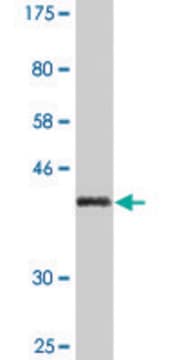 Monoclonal Anti-PLXNA2 antibody produced in mouse clone 2G5, purified immunoglobulin, buffered aqueous solution