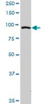 Monoclonal Anti-RAPGEF3 antibody produced in mouse clone 2E5, purified immunoglobulin, buffered aqueous solution