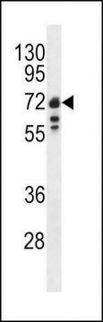 ANTI-LAMIN B1(C-TERMINAL) antibody produced in rabbit purified immunoglobulin, buffered aqueous solution