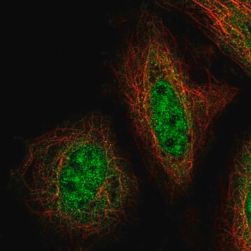 Anti-ZNF34 antibody produced in rabbit Prestige Antibodies&#174; Powered by Atlas Antibodies, affinity isolated antibody