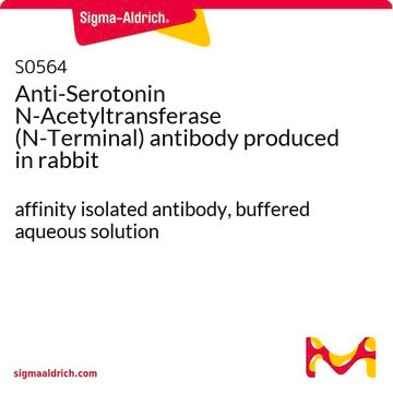 Anti-Serotonin N-Acetyltransferase (N-Terminal) antibody produced in rabbit affinity isolated antibody, buffered aqueous solution