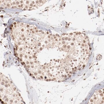 Anti-CLOCK antibody produced in rabbit Prestige Antibodies&#174; Powered by Atlas Antibodies, affinity isolated antibody, buffered aqueous glycerol solution