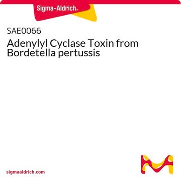 Adenylyl Cyclase Toxin from Bordetella pertussis