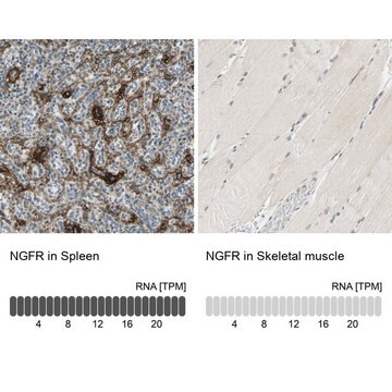 Anti-NGFR antibody produced in rabbit Prestige Antibodies&#174; Powered by Atlas Antibodies, affinity isolated antibody, buffered aqueous glycerol solution