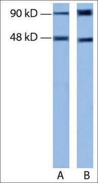 Anti-RNASEL antibody produced in rabbit IgG fraction of antiserum