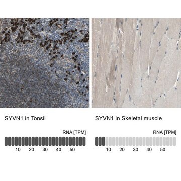 Anti-SYVN1 antibody produced in rabbit Prestige Antibodies&#174; Powered by Atlas Antibodies, affinity isolated antibody, buffered aqueous glycerol solution