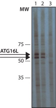 Anti-Atg16L antibody produced in rabbit fractionated antiserum, buffered aqueous solution