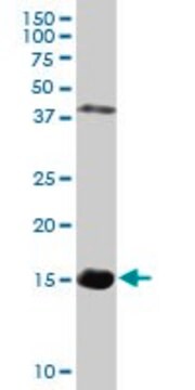 Anti-HBZ antibody produced in rabbit purified immunoglobulin, buffered aqueous solution