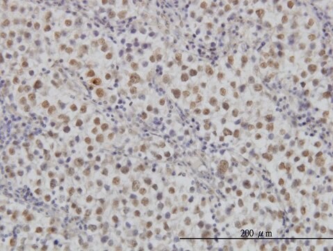 Monoclonal Anti-MAP2K3, (N-terminal) antibody produced in mouse clone 1D10, purified immunoglobulin, buffered aqueous solution