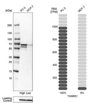 Anti-TXNRD1 antibody produced in rabbit Prestige Antibodies&#174; Powered by Atlas Antibodies, affinity isolated antibody, buffered aqueous glycerol solution