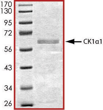 CK1 &#945; 1, active, GST tagged human PRECISIO&#174; Kinase, recombinant, expressed in baculovirus infected Sf9 cells, &#8805;70% (SDS-PAGE), buffered aqueous glycerol solution