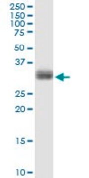 Anti-PLSCR1 antibody produced in rabbit purified immunoglobulin, buffered aqueous solution