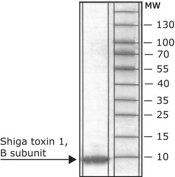 Shiga Toxin 1, B subunit recombinant, expressed in E. coli, &#8805;95% (SDS-PAGE)