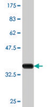 Monoclonal Anti-CYP24A1, (C-terminal) antibody produced in mouse clone 1E1, purified immunoglobulin, buffered aqueous solution