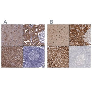 Anti-ALDH1L1 antibody produced in rabbit Prestige Antibodies&#174; Powered by Atlas Antibodies, affinity isolated antibody