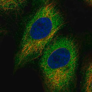 Anti-Kcna6 Antibody Produced In Rabbit Prestige Antibodies&#174; Powered by Atlas Antibodies, affinity isolated antibody, buffered aqueous glycerol solution