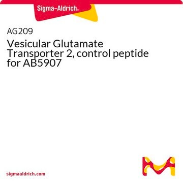 Vesicular Glutamate Transporter 2, control peptide for AB5907