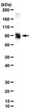 Anti-P-Cadherin Antibody, clone CSTEM29