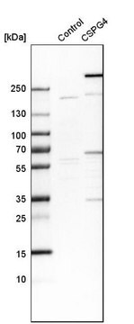 Anti-CSPG4 antibody produced in rabbit Prestige Antibodies&#174; Powered by Atlas Antibodies, affinity isolated antibody, buffered aqueous glycerol solution