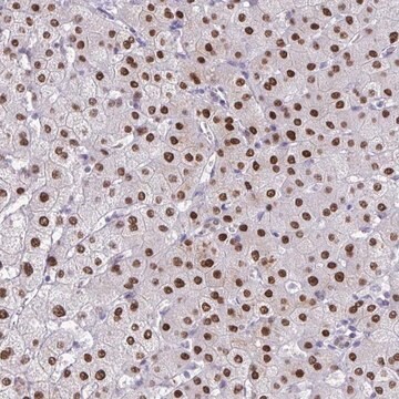 Anti-SCLY antibody produced in rabbit Prestige Antibodies&#174; Powered by Atlas Antibodies, affinity isolated antibody, buffered aqueous glycerol solution