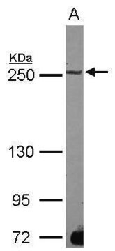 Anti-MAP1B antibody produced in rabbit affinity isolated antibody, buffered aqueous solution